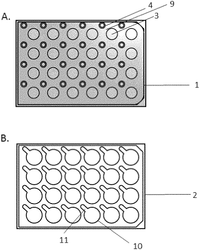 Uninterrupted Plant Tissue Growth - New Multiwell Plate System (new invention from VIB VZW 01&amp;#x2F;04&amp;#x2F;2022)